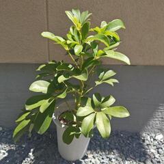 観葉植物◇カポック②