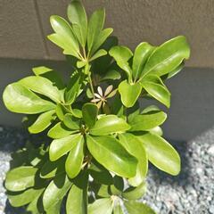 観葉植物◇カポック②の画像