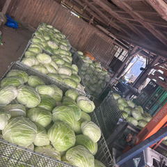 大玉キャベツ100円の画像