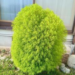 コキアの抜き苗の画像