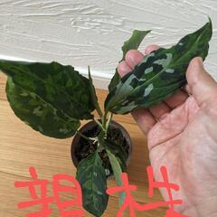 【交換希望】アグラオネマ　ピクタム