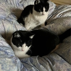10ヶ月の子猫の里親募集！メス1匹オス1匹