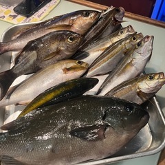 イサキ釣り