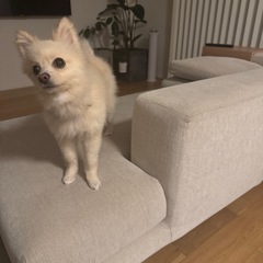 両目が不自由な4歳の女の子です