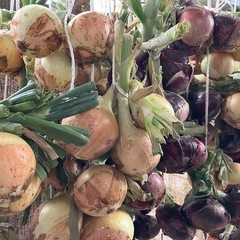 無農薬野菜