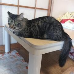 ふさふさのキジネコ