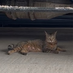 里親を探しております。