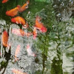 屋外飼育のランチュウ、ピンポンパールの画像