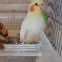 迷子のオカメインコを探しています。