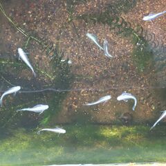 ミックスメダカの成魚(産卵中)譲ります。の画像