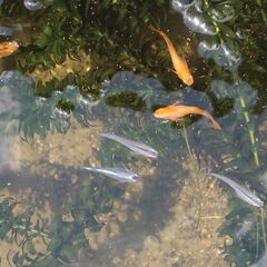 ミックスメダカの成魚(産卵中)譲ります。の画像