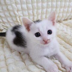 甘えん坊男の子　まろくん