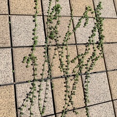 多肉植物　グリーンネックレス　カット　6．7本
