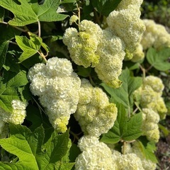 ①カシワバアジサイ挿し木用切り花で