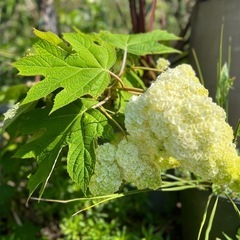 ①カシワバアジサイ挿し木用切り花での画像