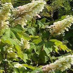 ②カシワバアジサイ挿し木用切り花で
