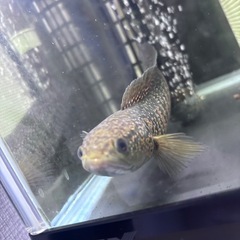レッドギャラクシーコウタイ-スネークヘッド-肉食魚
