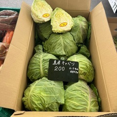 道内産キャベツ入荷しました✨