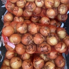 新玉ねぎ10kg2L群馬産¥1,500