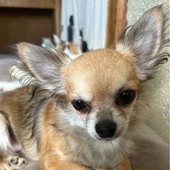 チワワ★メス★4歳★チロちゃん★