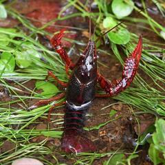 たつの市でザリガニいる場所