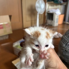 4日前の雨の日に台所に勝手口に居ました　野良猫はいましたが…