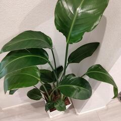 オーガスタ　観葉植物