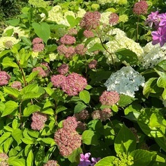 紫陽花アナベルまだ先、切花での画像