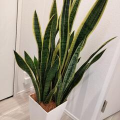 サンスベリア　観葉植物
