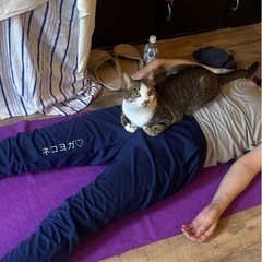 保護猫が邪魔をするヨガの時間 - イベント