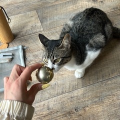 保護猫が邪魔をするヨガの時間 − 東京都