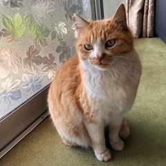 お茶などお友だちに　諏訪あたりで　 − 長野県