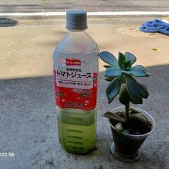 頭が重い多肉植物/北区から