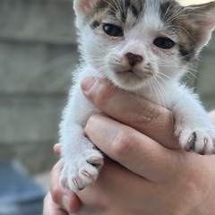 【子猫　里親様募集‼︎!】
