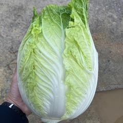 白菜 事前告知 1個の画像