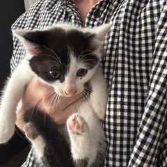 2ヶ月くらいの子猫です