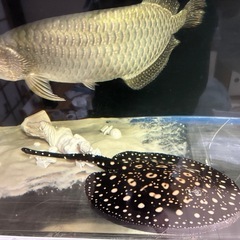 ダイヤモンドポルカの画像