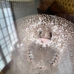 ダイヤモンドポルカの画像