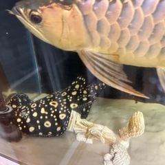 ダイヤモンドポルカの画像