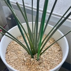 観葉植物　ストレリチア ユンケア Strelitzea juncea ×2株植え　ノンリーフ ※鉢と一緒に引取り希望の画像