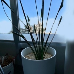 観葉植物　ストレリチア ノンリーフ　ユンケア×2株植え　※鉢と一...