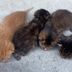 【至急】かわいい子猫4匹と母猫の里親さん募集しています（名古屋市）