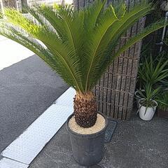 蘇鉄（鉢付き）