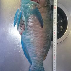 釣り - 友達