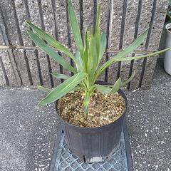 ユッカグロリオサ（鉢付き）
