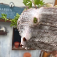 多肉貝殻寄せ植えシマエナガ付き❣️の画像