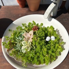 多肉貝殻寄せ植えシマエナガ付き❣️の画像