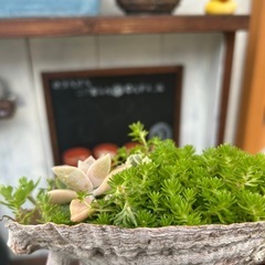 多肉貝殻寄せ植えシマエナガ付き❣️の画像