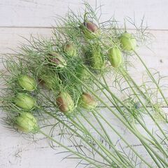 【6月中旬まで】ニゲラの実　