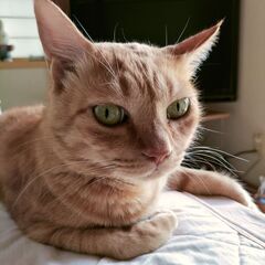 感性が近い方と出会いたい🌸